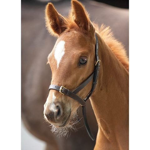 Blenheim Leather Foal Slip