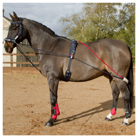 John Whitaker training system