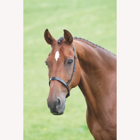 Velociti GARA Cavesson Noseband