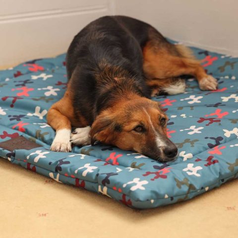 Digby & Fox Waterproof Padded Dog Bed