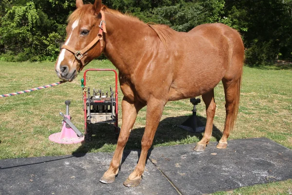 Horse leaning back with laminitis