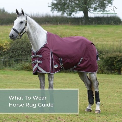 What To Wear Horse Rug Guide – Ingatestone Saddlery