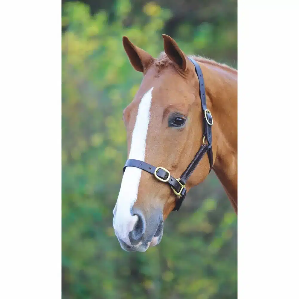 Shires Velociti GARA Fully Adjustable Leather Headcollar