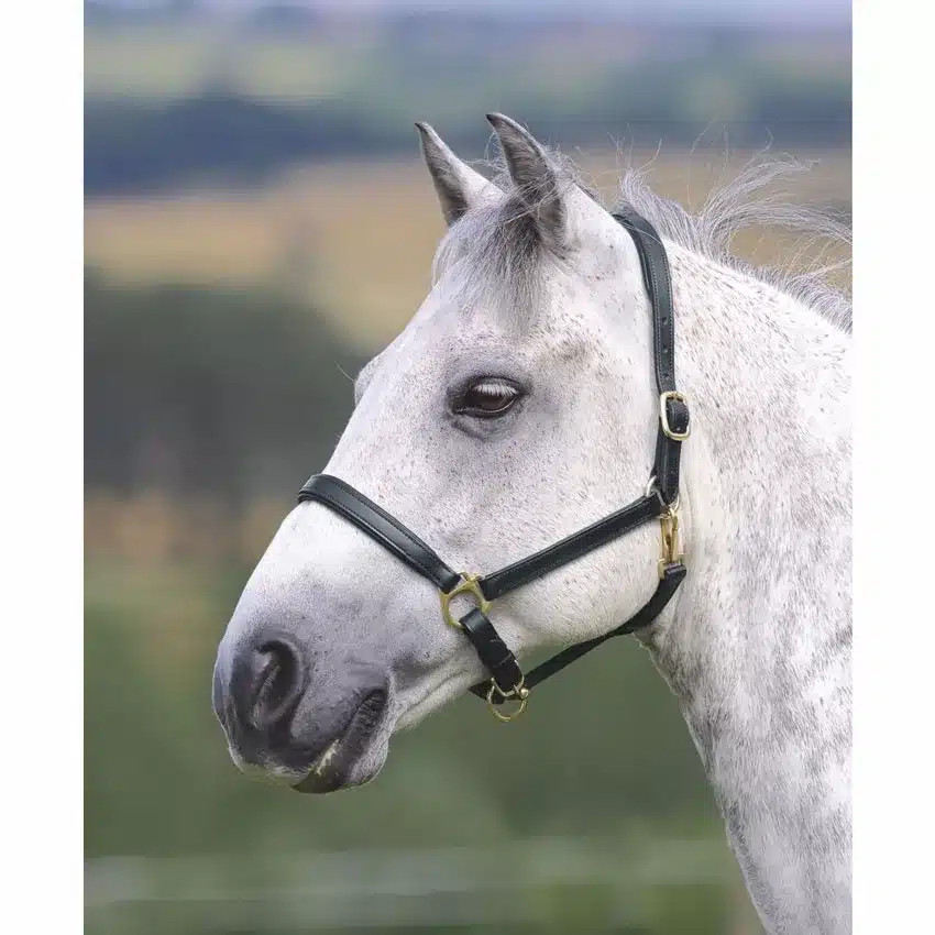 Shires Velociti GARA Ragley Lined Leather Headcollar