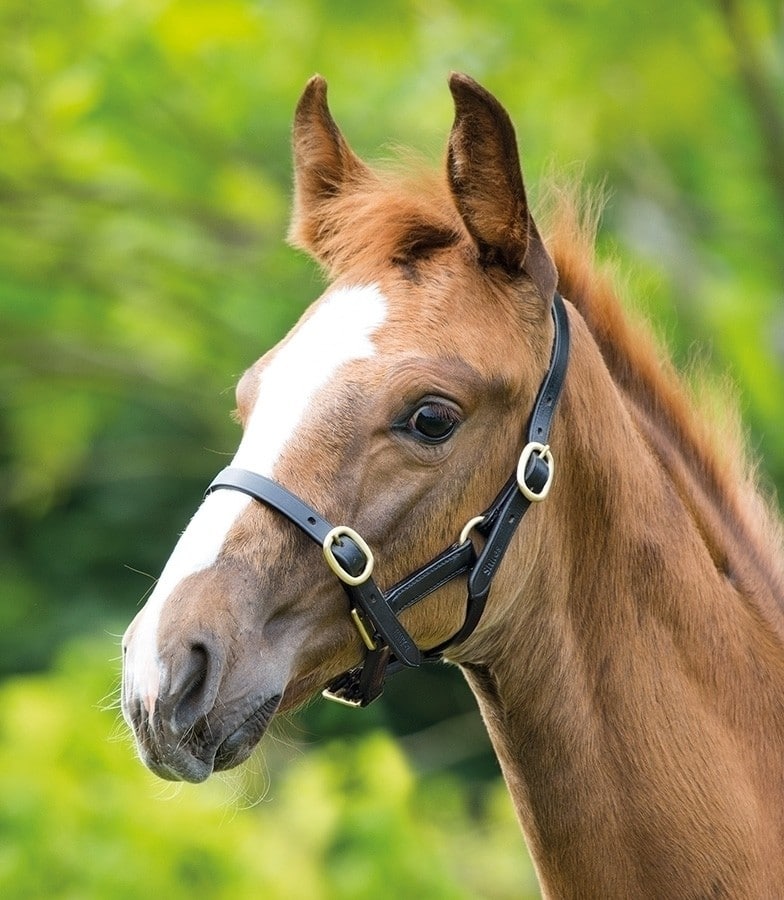 Shires Foal Leather Headcollar