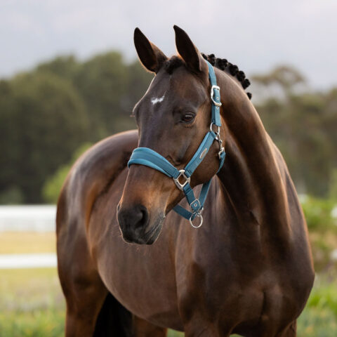 LeMieux Versailles Headcollar SS26