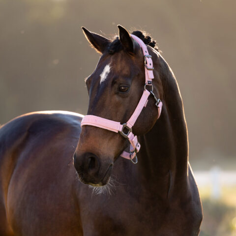 LeMieux Essence Headcollar SS26