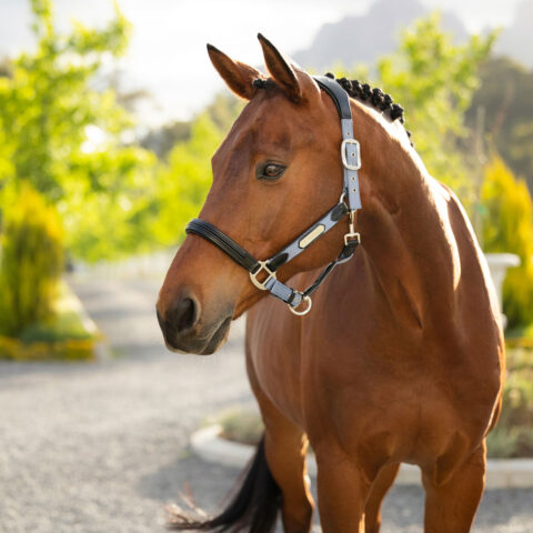 LeMieux Capella Headcollar SS26